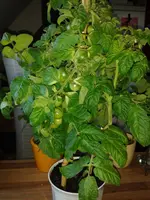 IMG_20160606_201453.webp