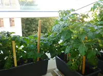 IMG_20160606_201512.webp