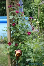 comp_DSC05010.webp