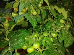 IMG_20160606_201659.jpg