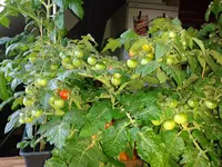 IMG_20160606_201738.jpg