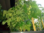 IMG_20160606_202136.jpg