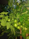 IMG_20160606_202340.jpg