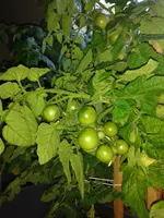 IMG_20160606_202340.webp