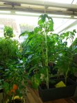 IMG_20160606_202547.jpg