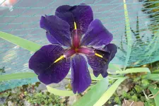 SAM_1508.webp