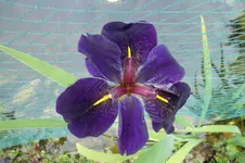 SAM_1512.webp