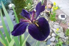 SAM_1513.webp