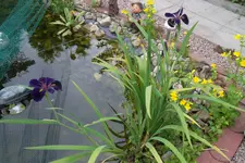 SAM_1514.webp