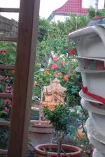 SAM_1516.webp