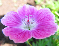Elke.webp