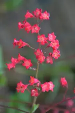 DSC_2612.webp