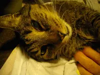 IMGP2809.webp