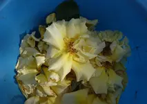 blue (77).webp