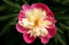 pfngstrs2016 (1).webp