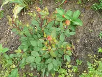 k-P1110061.webp