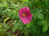 k-P1110063.webp