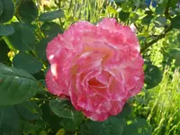 k-P1110152.webp
