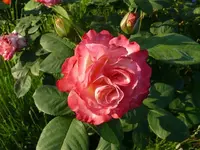 k-P1110153.webp