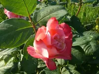 k-P1110154.webp