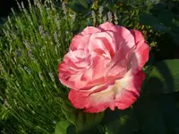 k-P1110155.webp