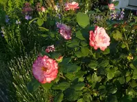 k-P1110172.webp