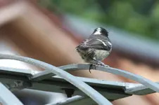DSCF6232.webp