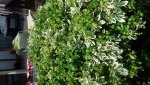 20160606_140228.jpg