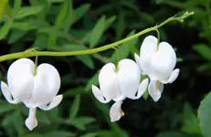 DSCN6280.webp
