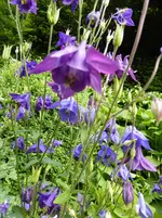 P1000641.webp