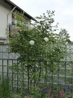 P1000696.jpg