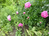 P1000700.webp