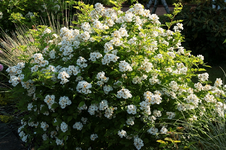 Rosa multiflora1_800.webp