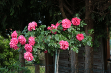 Rosarium Uetersen_Blüte_pink_07062016_800.webp