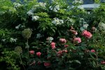 Mary Anne_gefüllt_pink_Rosa multiflora_800.JPG