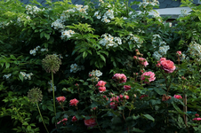 Mary Anne_gefüllt_pink_Rosa multiflora_800.webp