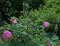 Mrs. John Laing_Blüte_pink_07062016_800.webp
