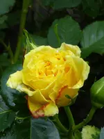 P1000741.webp