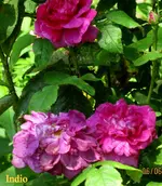 IMG_6198.webp