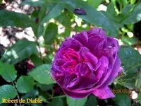 IMG_5115-001.webp