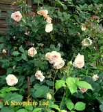 IMG_6145.webp