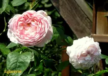 IMG_6175.webp