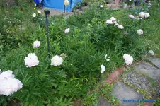 comp_DSC05029.webp
