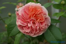 comp_DSC05032.webp