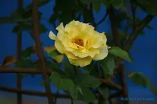comp_DSC05033.webp
