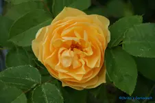 comp_DSC05034.webp
