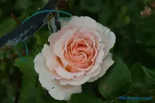 comp_DSC05035.webp