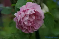 comp_DSC05036.webp