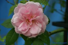 comp_DSC05037.webp