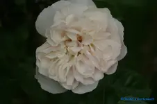 comp_DSC05039.webp